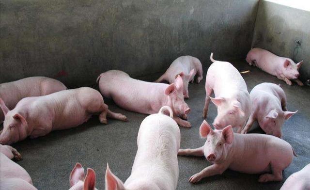 生猪价格|最近的猪价继续呈现“一片绿”，那养猪的红利还要持续多久？