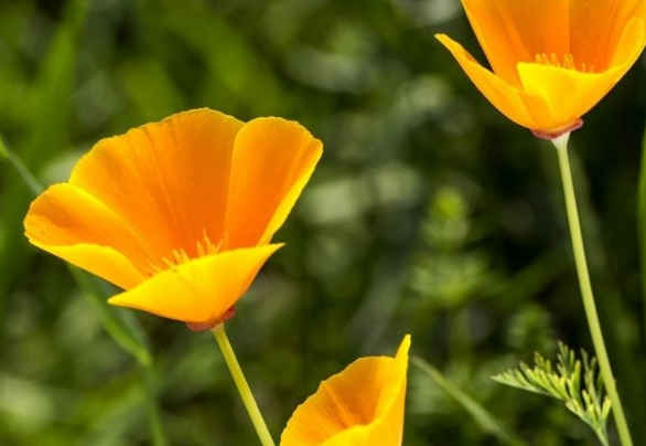 「」到了5月上旬，4属相紫气东来，万事大吉，鸿运滚滚来