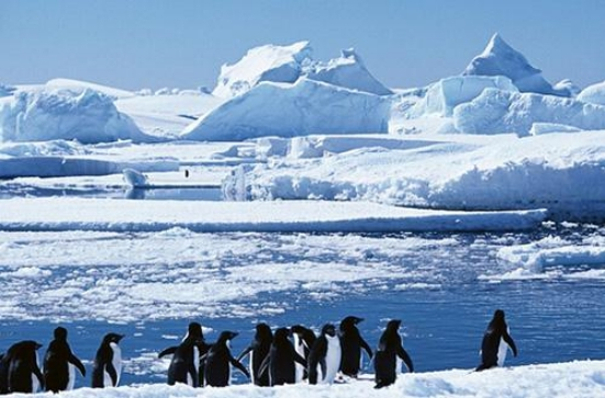 南极|企鹅抱团取暖时,最外层的难道不会被冻死吗?