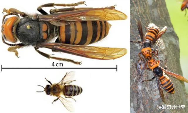 美国@疫情还没结束，杀人蜂又入侵美国，或将成为新的灾难！