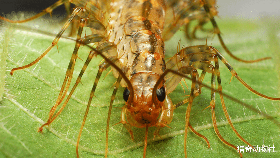 蜈蚣|我们最常见的百足虫是哪一种？它有什么危害？