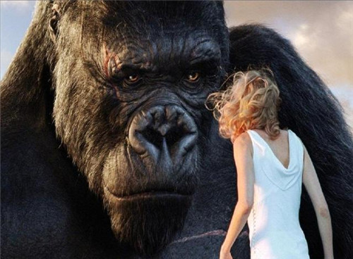 猩猩|世界唯一读过大学的猩猩，曾对人类女性产生爱意，结果被囚禁30年