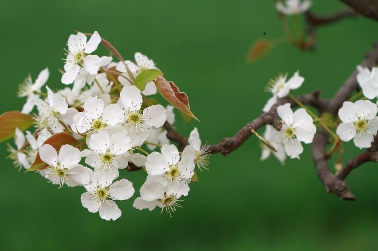 摩羯座|未来一周，桃花朵朵开，真爱依旧存一世长情，遇到爱的四个星座！