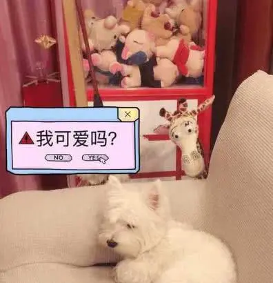 [李小冉]女星的豪宅装修：奚梦瑶家有大露台，李小冉家里有庄园！