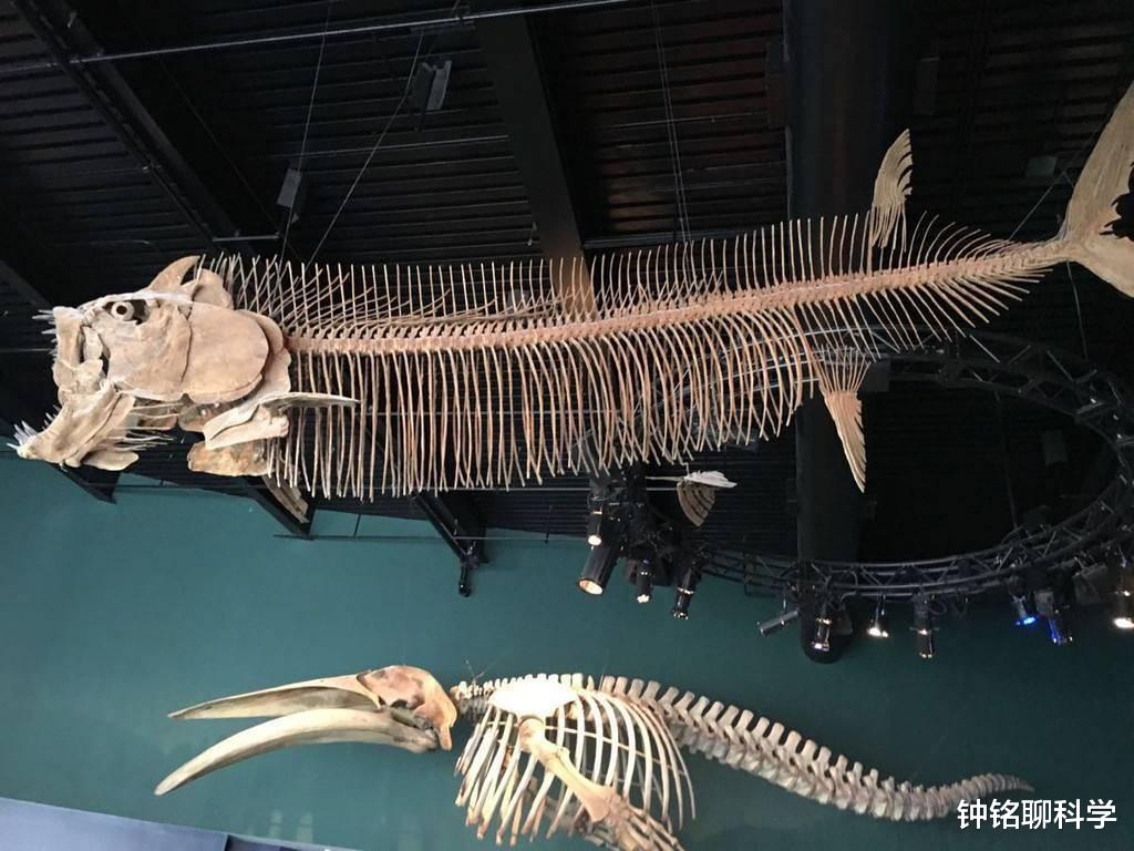 #火星#自然界中，为什么哺乳动物的生殖系统都是长在两腿之间？