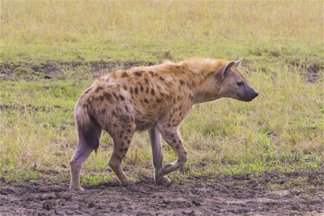 鬣狗|雌性鬣狗为保持地位,长出了“丁丁骨”,这样如何孕育后代?