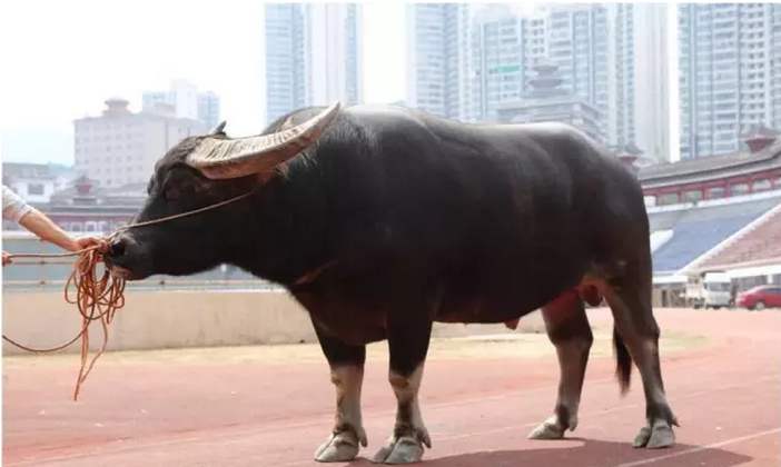 运势|8月桃花运势井喷，月老牵线，这4大生肖收获福缘，注定脱单！