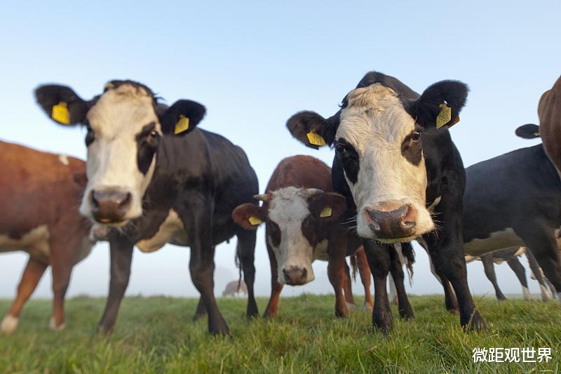 伦理|为何人类通常吃食草动物的肉，却很少吃食肉动物？看完你就懂了