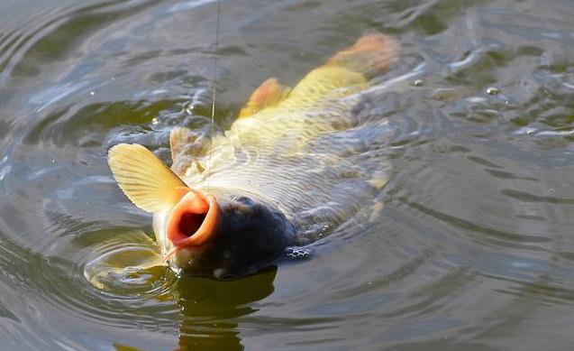 「深水区」风前雨后，钓鱼丰收？夏天雨季，钓鱼人该如何针对性垂钓？