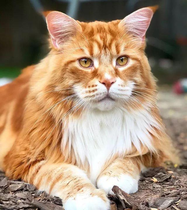 当大体型缅因猫遇上橘猫的基因，巨型“橘猪”没错了