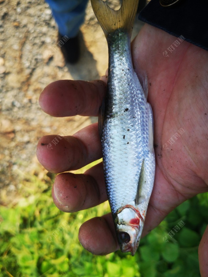 医生|许久末玩，甚是惨淡