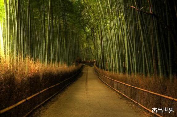 地质公园■世界上非常美丽的5个森林公园，中国占据两席，你去过吗？