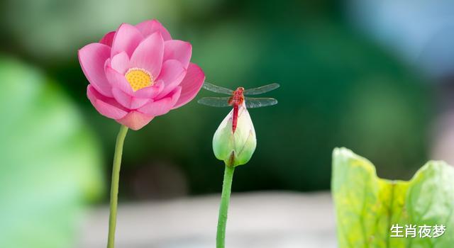『』4月底,浮生旧梦,旧情人回眸,3生肖喜笑颜开,勇敢去爱不分手