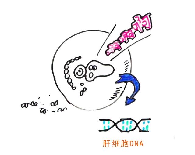 乙肝|张文宏说乙肝能临床治愈，那为什么还有携带者7000多万？