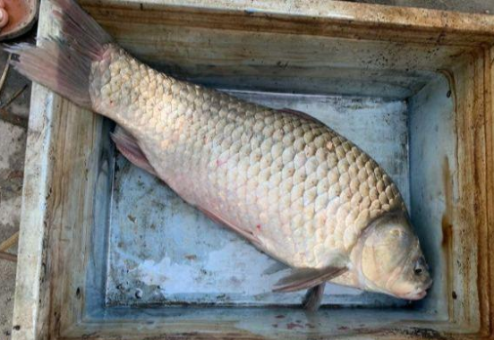 甘肃|广州钓鱼人珠江钓获“鲫鱼王”，重6斤，却不能吃？