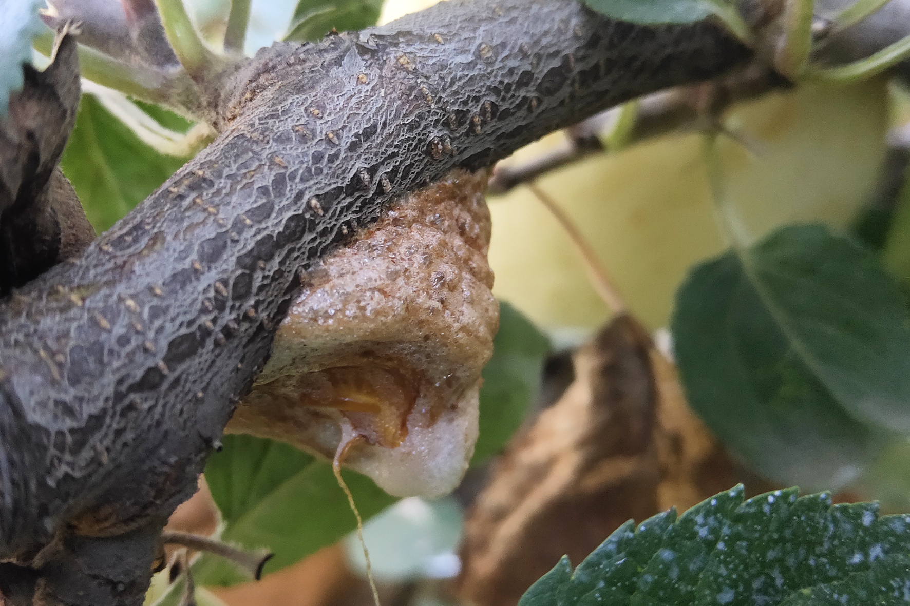 昆虫|螳螂,昆虫界战斗力爆表的刀客,却终难敌人性的贪婪