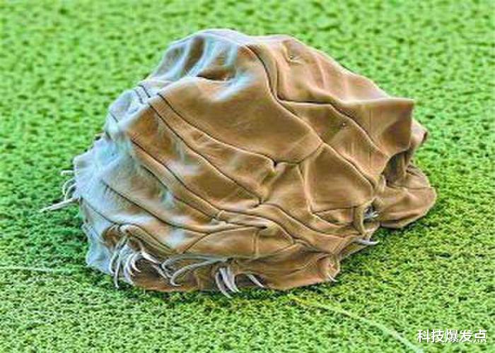 太空@地球上3种不怕核武器的生物，它已经登上太空，成功留在月球上！