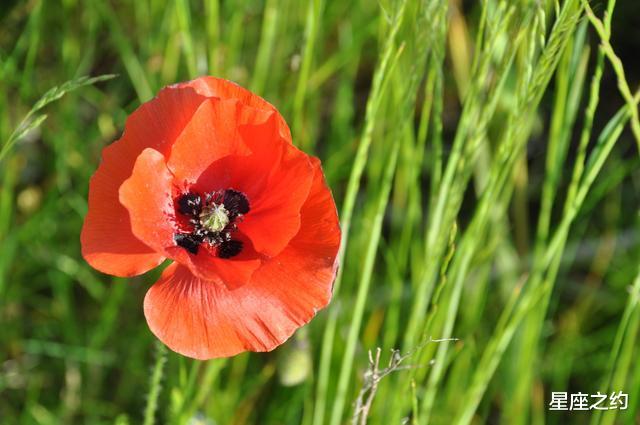 白羊座|从7月份开始，喜鹊报喜，携手挚爱，佳偶天成的三大星座