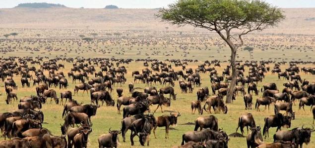 [非洲]食肉动物为什么钟情猎物的内脏？