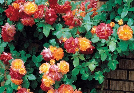 『吉星』未来十五天，4属相有财有福，事业一日千里，家财大旺，金玉满堂