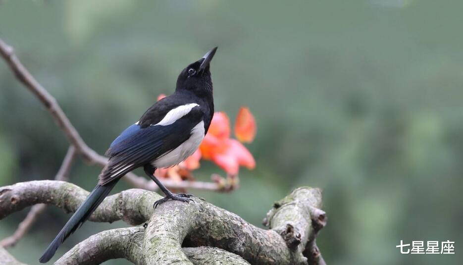 「生肖」6月23号，喜迎财神，3生肖迎来一波“大喜事”事业高升，赚大钱