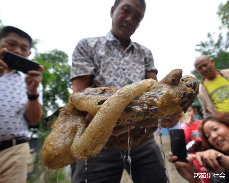 [科学家]世间难寻的“太岁”到底是什么？科学家：跳出三界之外，违背生命规律！