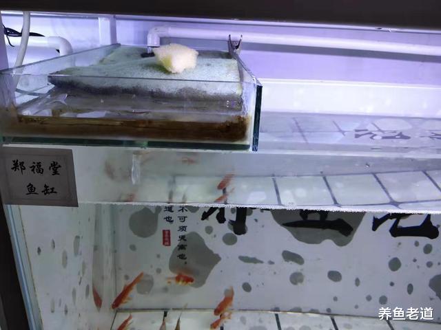 80厘米鱼缸饲养12条草金，为什么还缺氧？很多鱼友都遇到这种情况