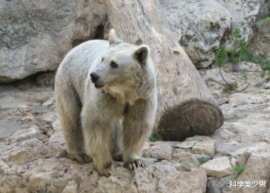 基因|人类为什么要让动物杂交，杂交有什么好处？