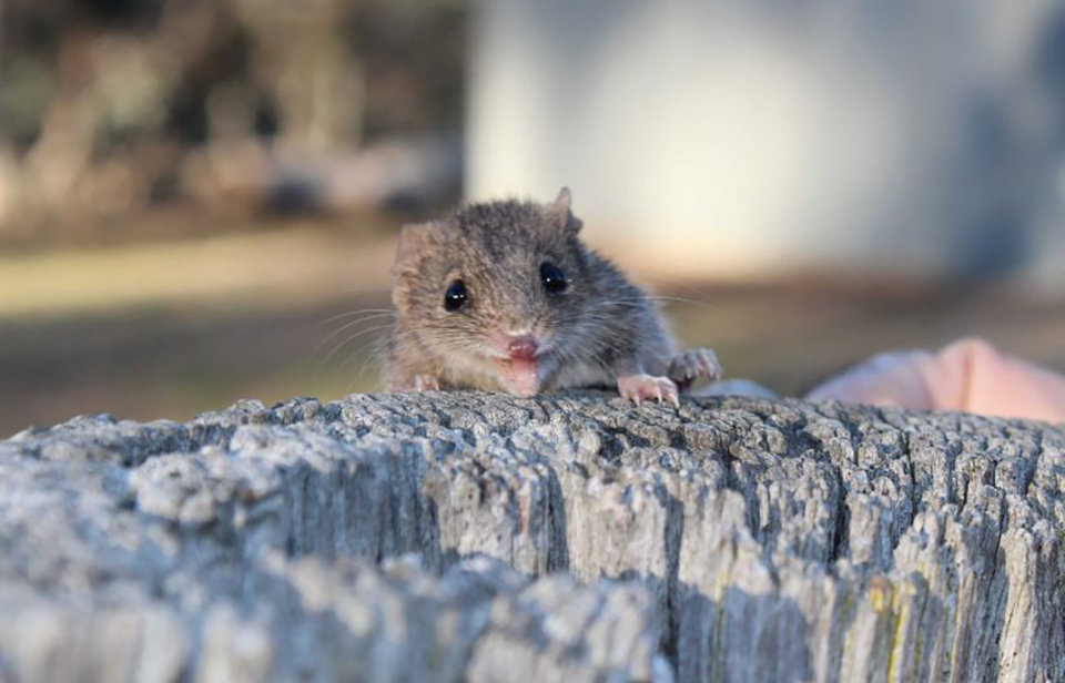 「后代」地球上，交配时间持续最长的动物是什么？