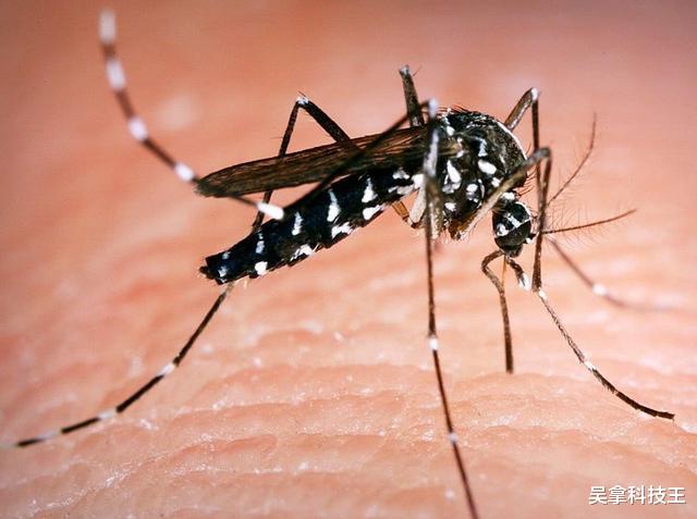 蚊子|24万人反对无效!美国将释放7.5亿只蚊子:全部经过基因改造!