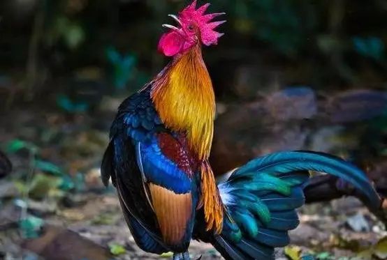 「属鸡」生肖鸡，后十年的命与运，句句说到心坎里！