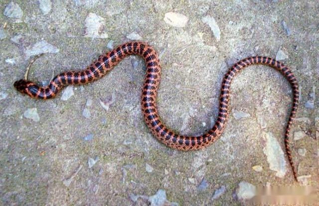 「毒蛇」有毒蛇和无毒蛇的主要区别有哪些？看了后人人都识有毒蛇