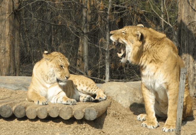 狮子@你记得日本那只''狮豹兽''吗？20年后它变成了这副样子