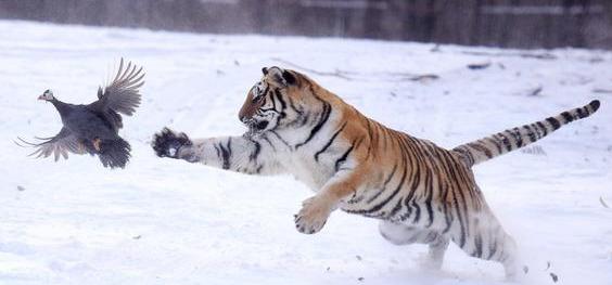 『老虎』东北虎与南非雄狮单挑，谁将是最后的赢家？对比分析