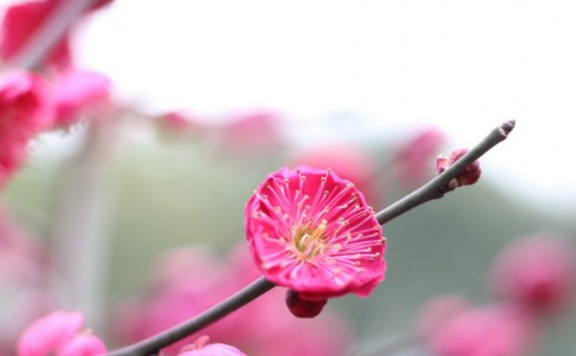 生肖|十月下旬开始，喜事临门，日子春风得意，横财临门的生肖