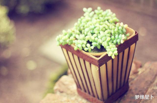 生肖|8月下旬财福兼得，运势红红火火，事业有成，家业昌盛的生肖