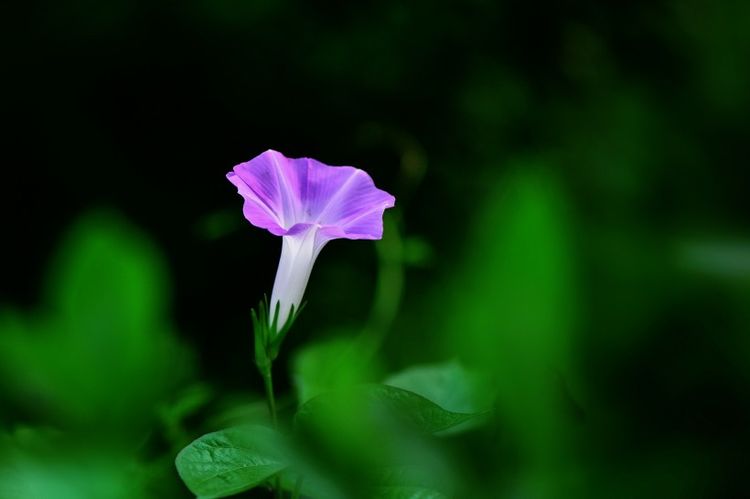 |下个月“始终是一个人”的4大生肖，桃花满地开，爱情却依旧没来