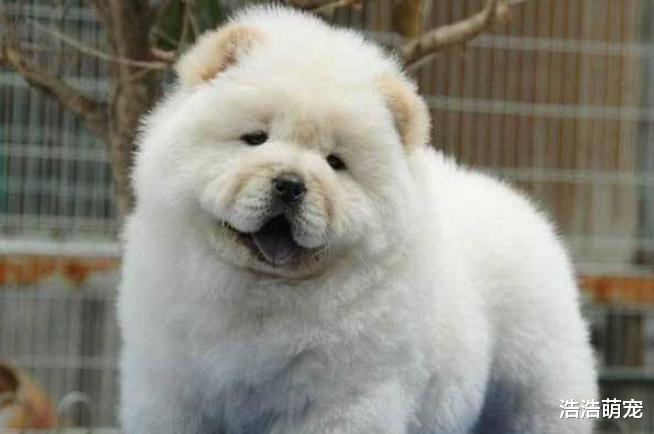 古代贵族会饲养哪种狗？这5种是他们的最爱，你对哪个感兴趣