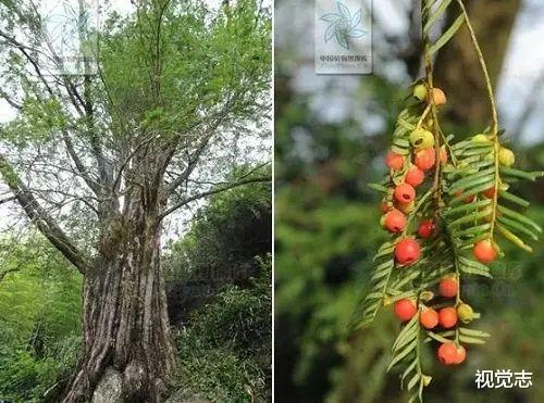 视觉志|青藏高原的一具尸体,正在掉下热搜