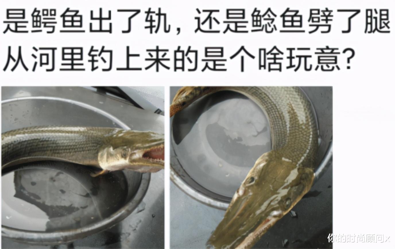 鳄鱼|“到底是鳄鱼出了轨，还是鲶鱼劈了腿，”哈哈哈钓上来了什么？