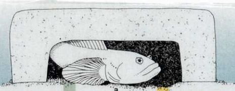 |三观尽毁！动物界里也有隔壁“好邻居”？雄性帮人养孩子却不知情