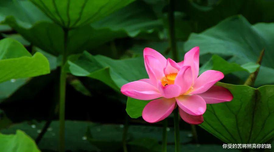 |9月中3属相赚得万贯家财，翻身走吉运，有贵人领路，夜夜都偷笑