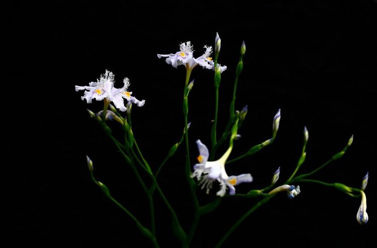 处女座|九月份开始，桃花铺满地，转角遇真爱，幸福牵手的四大星座！