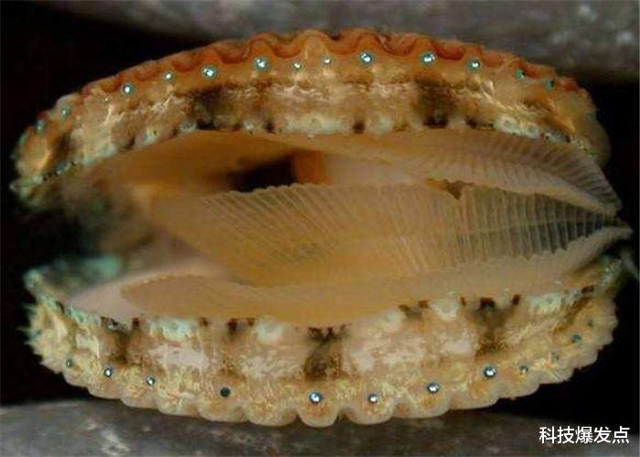▲大部分生物只有2只眼睛,扇贝却有200多只,看到的世界是怎样的?