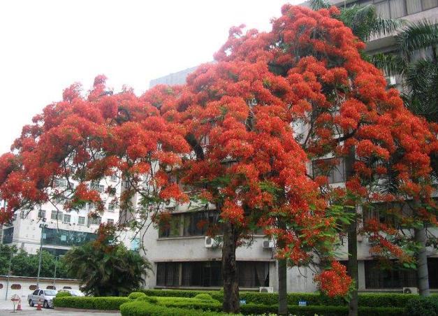 银杏树|世界最漂亮的5棵树，有一棵在中国，日本那一棵美出了仙境