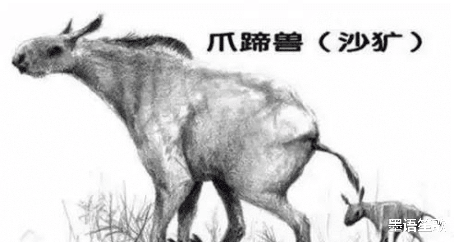 “驴头狼” 现身神农架,它已灭绝五十万年,再次出现有何警示?
