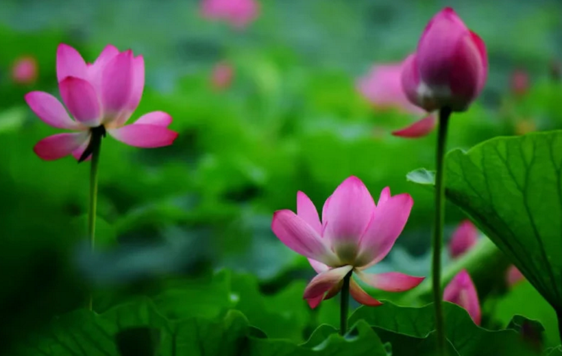 「运势」十二生肖中，3大属相，农历六月运势大涨，事业财运大迸发，把钱赚！