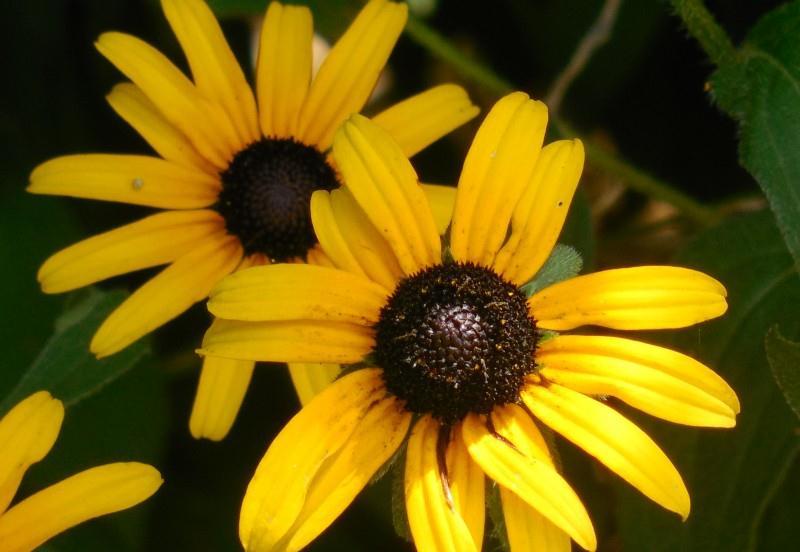 生肖|九月下旬，四生肖财运如火如荼，被好运包围，终于熬出头