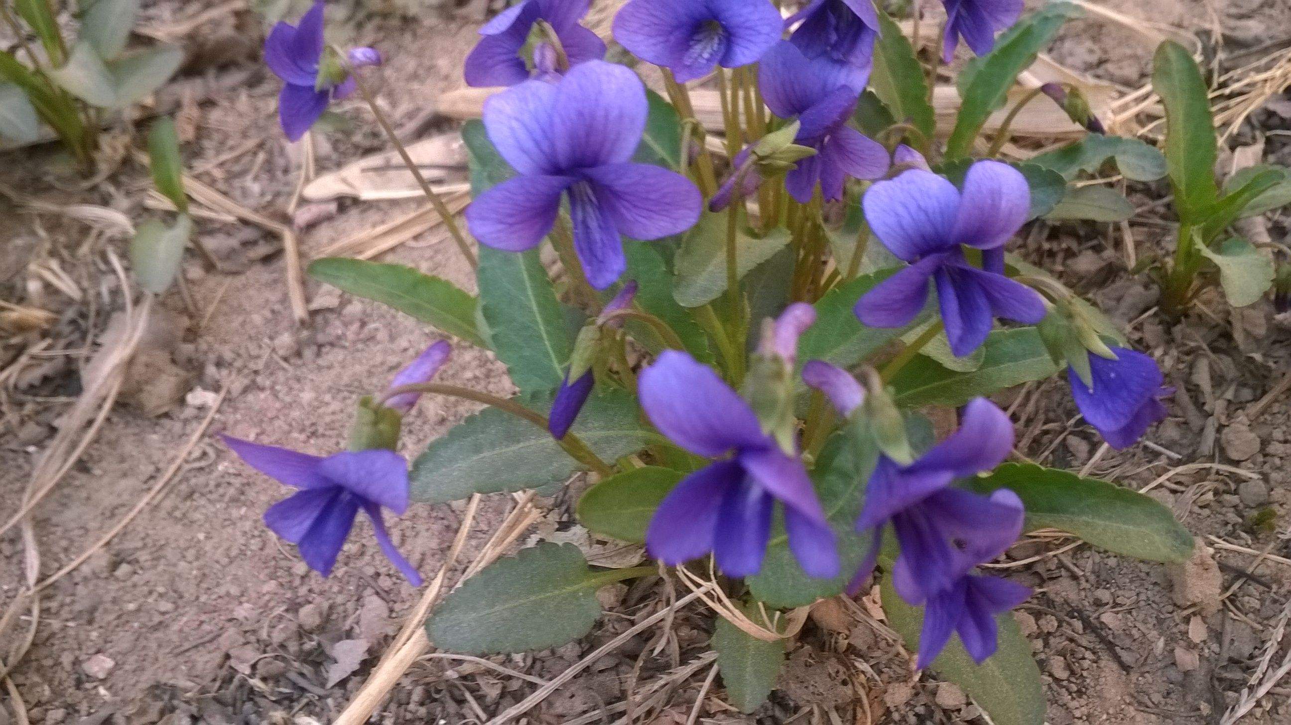 皮肤病|它虽然没有蒲公英那样响亮的名号,但它调理皮肤病,不比蒲公英差
