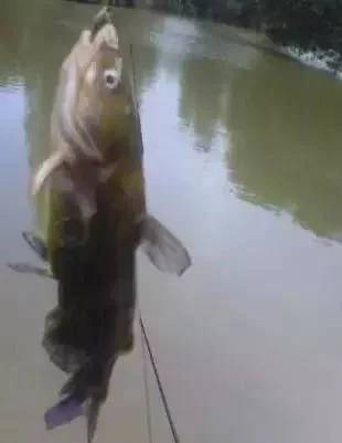 ：钓鱼界最不怕死的鱼 和 不要脸的鱼！